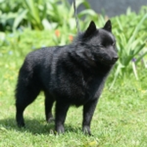 Schipperke (1 foto no 2)