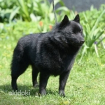 Schipperke