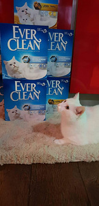 Paakuv eliitkassiliiv Ever Clean soodushinnaga (2 foto / 2)