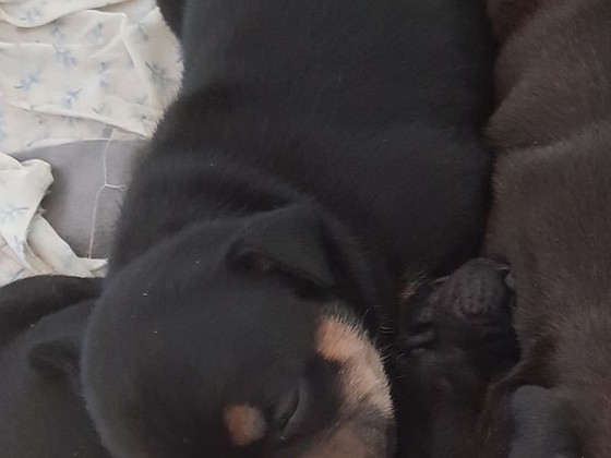 Staffordshire bull terrier