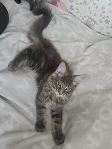 Lieli ruņči (1 foto no 2)